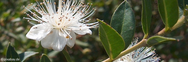 Jubelkinfirmation Banner